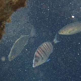 Sottocosta …a cura di Ghjuvan Pasquale