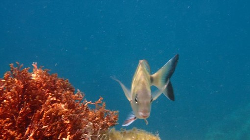 Sottocosta …a cura di Ghjuvan Pasquale Sottocosta …a cura di Ghjuvan Pasquale