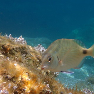 Sottocosta …a cura di Ghjuvan Pasquale