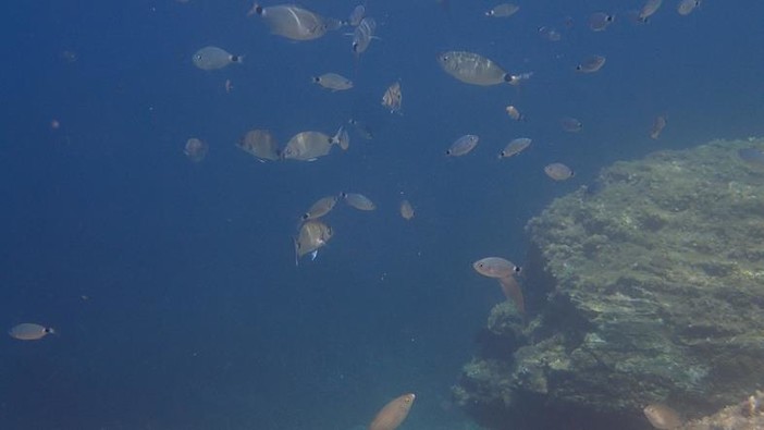 Sottocosta …a cura di Ghjuvan Pasquale Sottocosta …a cura di Ghjuvan Pasquale