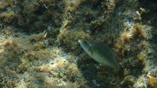 Sottocosta …a cura di Ghjuvan Pasquale Sottocosta …a cura di Ghjuvan Pasquale