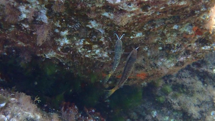 Sottocosta …a cura di Ghjuvan Pasquale Sottocosta …a cura di Ghjuvan Pasquale