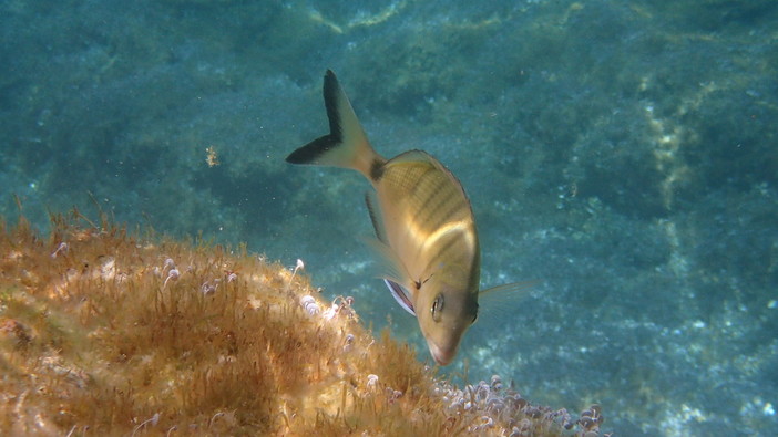 Sottocosta …a cura di Ghjuvan Pasquale