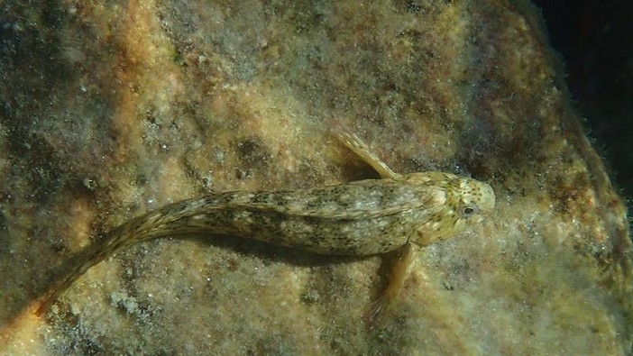 Sottocosta …a cura di Ghjuvan Pasquale Sottocosta …a cura di Ghjuvan Pasquale