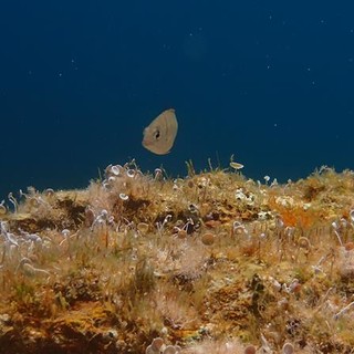 Sottocosta …a cura di Ghjuvan Pasquale