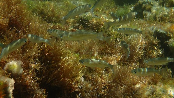 Sottocosta …a cura di Ghjuvan Pasquale Sottocosta …a cura di Ghjuvan Pasquale