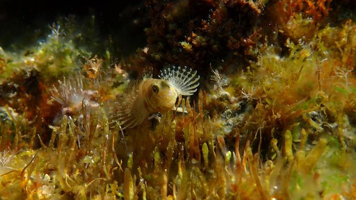 Sottocosta …a cura di Ghjuvan Pasquale Sottocosta …a cura di Ghjuvan Pasquale