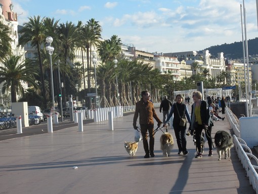 Cani, gatti, cavalli, pesci rossi, canarini, capre…una sfilata di animali oggi sulla Promenade a Nizza