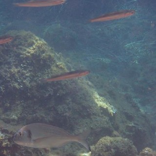 Sottocosta …a cura di Ghjuvan Pasquale