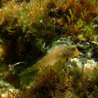 Sottocosta …a cura di Ghjuvan Pasquale