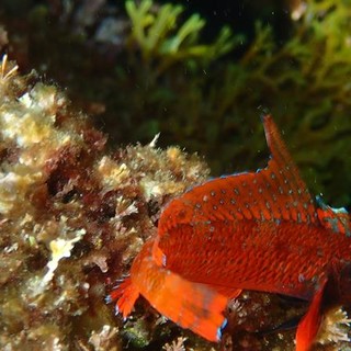 Sottocosta …a cura di Ghjuvan Pasquale