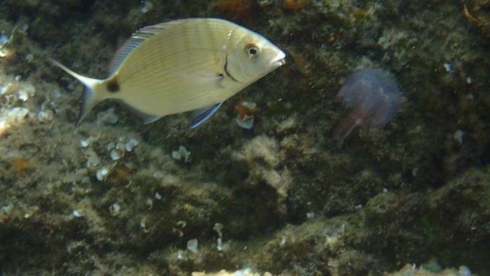 Sottocosta …a cura di Ghjuvan Pasquale Sottocosta …a cura di Ghjuvan Pasquale