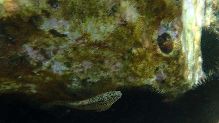 Sottocosta …a cura di Ghjuvan Pasquale Sottocosta …a cura di Ghjuvan Pasquale