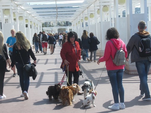 "Anche i cani fanno salotto" di Carla Antonucci