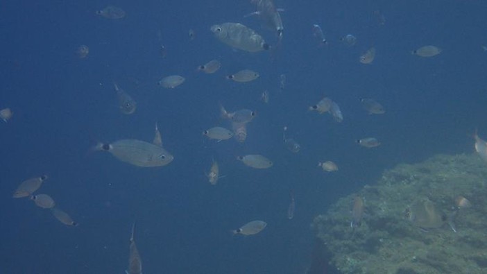 Sottocosta …a cura di Ghjuvan Pasquale