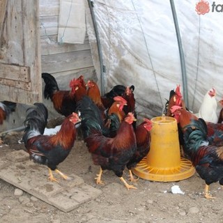 A dicembre torna la Fiera del Cappone di Morozzo (Video)