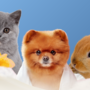 4° Salone del benessere animale a Mentone: il 17 ottobre al Palazzo dell’Europa una giornata dedicata agli animali 4° Salone del benessere animale a Mentone: il 17 ottobre al Palazzo dell’Europa una giornata dedicata agli animali