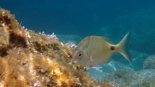 Sottocosta …a cura di Ghjuvan Pasquale