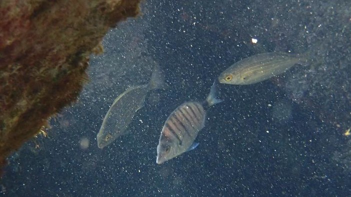 Sottocosta …a cura di Ghjuvan Pasquale Sottocosta …a cura di Ghjuvan Pasquale