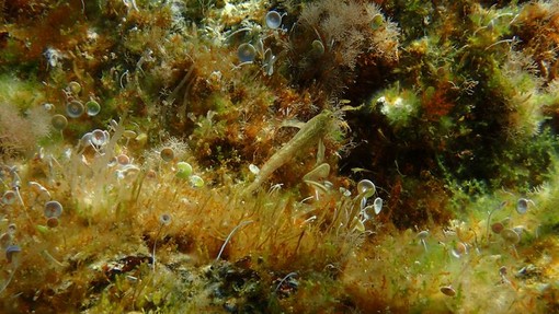 Sottocosta …a cura di Ghjuvan Pasquale Sottocosta …a cura di Ghjuvan Pasquale