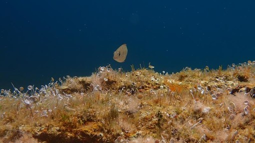 Sottocosta …a cura di Ghjuvan Pasquale