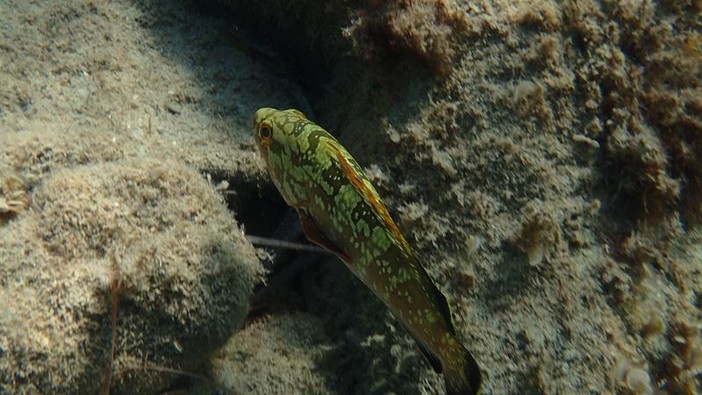 Sottocosta …a cura di Ghjuvan Pasquale