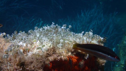 Sottocosta …a cura di Ghjuvan Pasquale