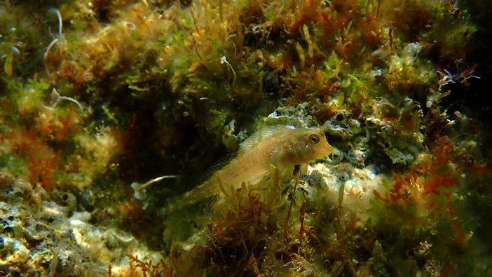 Sottocosta …a cura di Ghjuvan Pasquale Sottocosta …a cura di Ghjuvan Pasquale