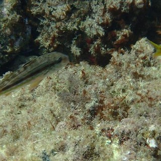 Sottocosta …a cura di Ghjuvan Pasquale