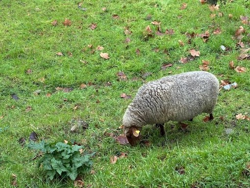 Antibes, l'ecopascolo. Fotografie di Silvia Assin