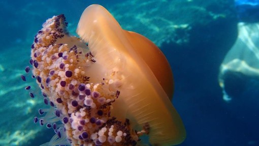 Sottocosta …a cura di Ghjuvan Pasquale