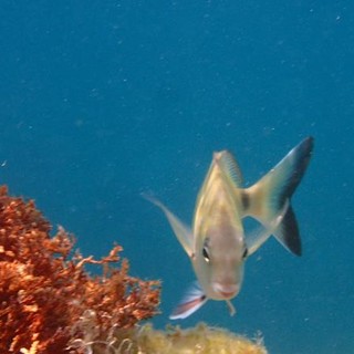 Sottocosta …a cura di Ghjuvan Pasquale