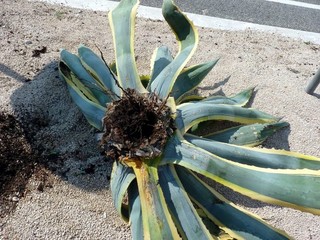 Agave Agave