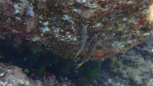 Sottocosta …a cura di Ghjuvan Pasquale Sottocosta …a cura di Ghjuvan Pasquale