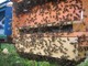 “Salviamo le api”, la Métropole Nice Côte d'Azur dà il via a nuovi interventi