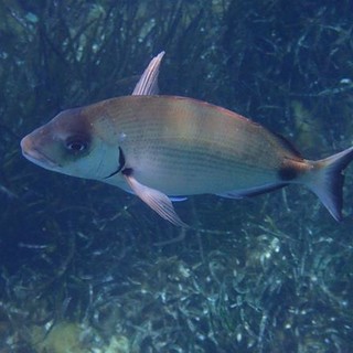 Sottocosta …a cura di Ghjuvan Pasquale