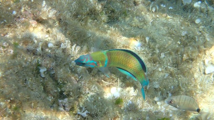 Sottocosta …a cura di Ghjuvan Pasquale