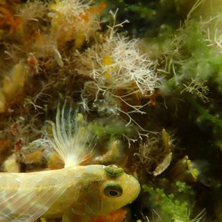 Sottocosta …a cura di Ghjuvan Pasquale