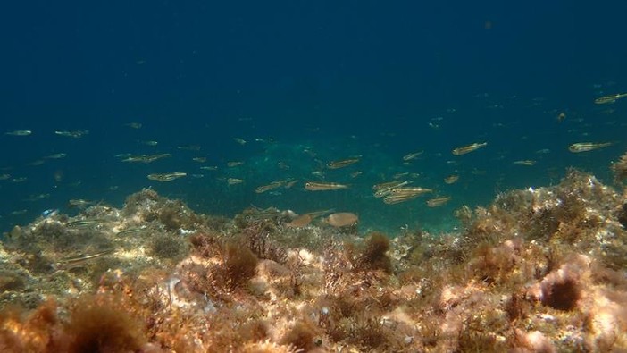 Sottocosta …a cura di Ghjuvan Pasquale Sottocosta …a cura di Ghjuvan Pasquale