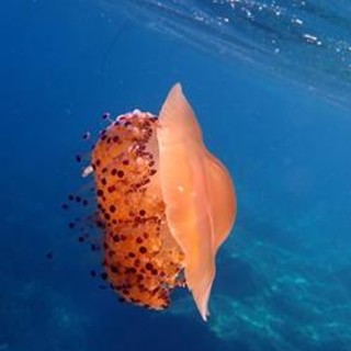 Sottocosta …a cura di Ghjuvan Pasquale