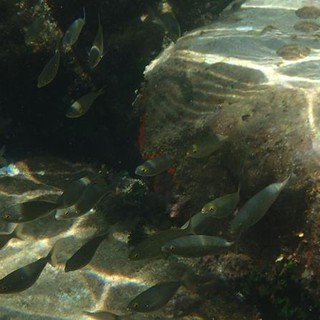 Sottocosta …a cura di Ghjuvan Pasquale