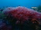 Alga rossa (foto tratta dal sito del Parco Nazionale Port-Cros)