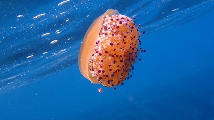 Sottocosta …a cura di Ghjuvan Pasquale