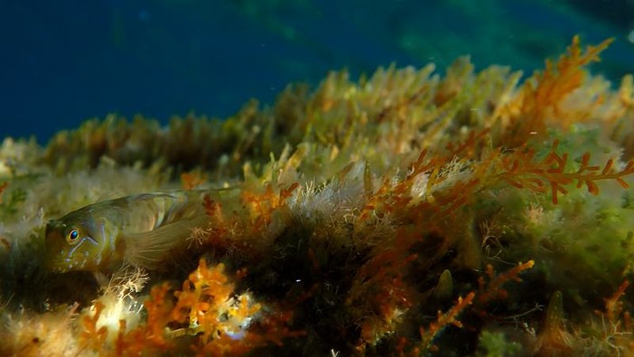 Sottocosta …a cura di Ghjuvan Pasquale Sottocosta …a cura di Ghjuvan Pasquale