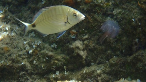 Sottocosta …a cura di Ghjuvan Pasquale