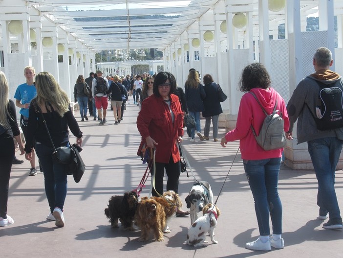 "Anche i cani fanno salotto" di Carla Antonucci