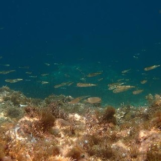 Sottocosta …a cura di Ghjuvan Pasquale