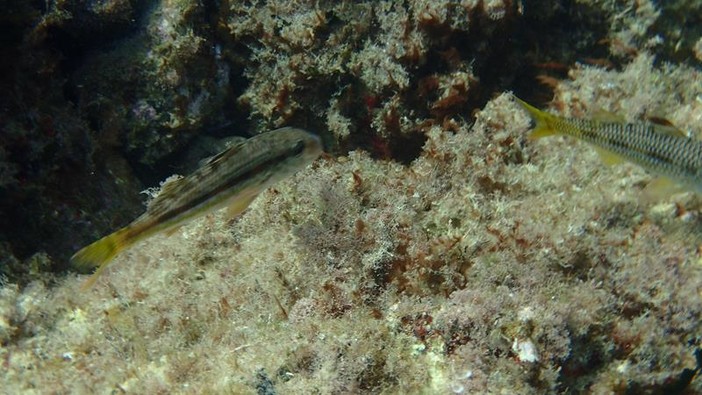 Sottocosta …a cura di Ghjuvan Pasquale Sottocosta …a cura di Ghjuvan Pasquale