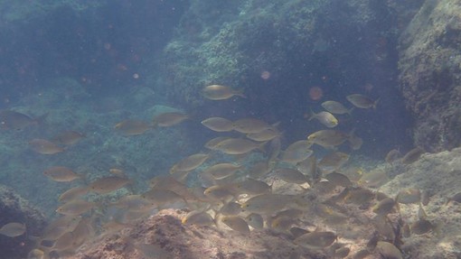 Sottocosta …a cura di Ghjuvan Pasquale Sottocosta …a cura di Ghjuvan Pasquale