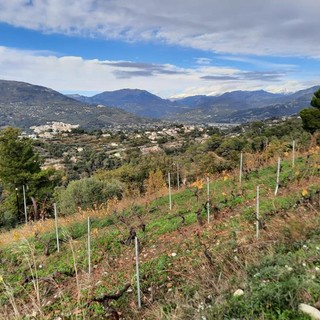 Le colline e le vigne di Bellet in autunno, fotografie di Patrizia Gallo e Danilo Radaelli